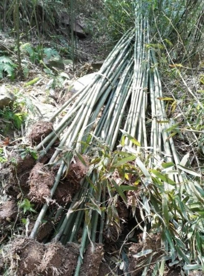 钢竹不同规格江西钢竹大量供应