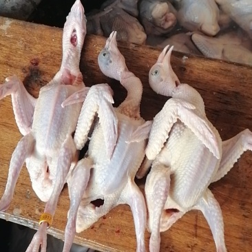 常年大量供应白条乳鸽，扒皮鸽子，老鸽子，农村一手货源。