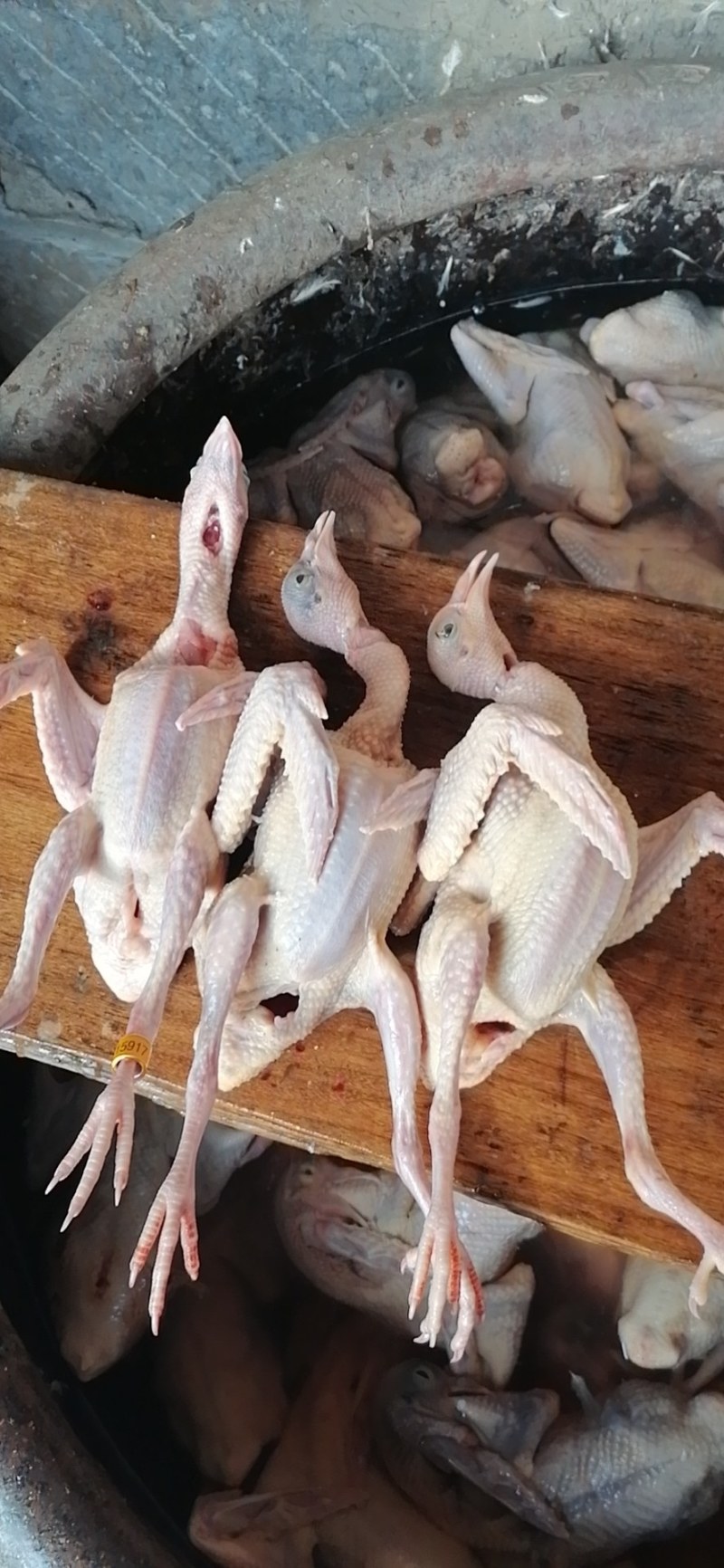 常年大量供应白条乳鸽，扒皮鸽子，老鸽子，农村一手货源。