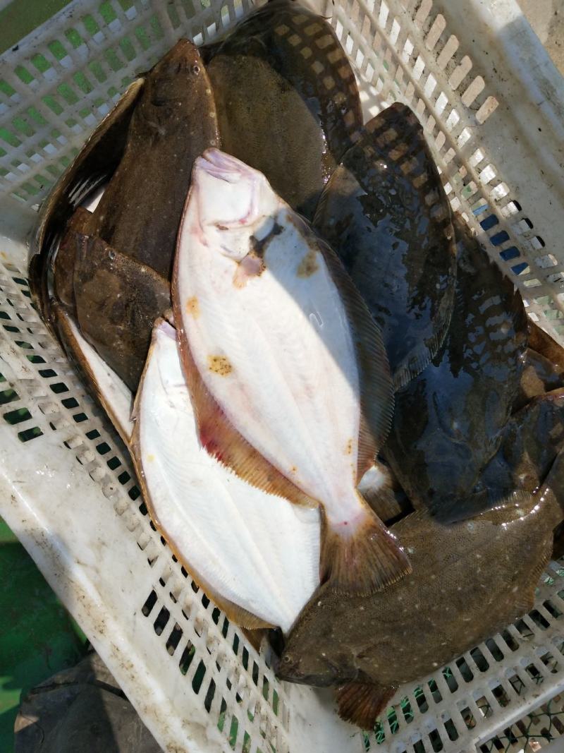 冰鲜鴉鲆鱼（左口鱼）活鱼冰鲜！质量保证！物流客运都可发！