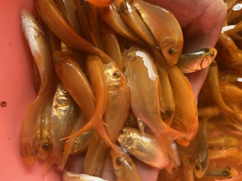红鲤鱼，价格实惠苗靓生猛。
