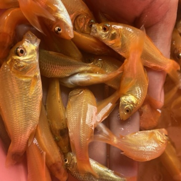 红鲤鱼，价格实惠苗靓生猛。