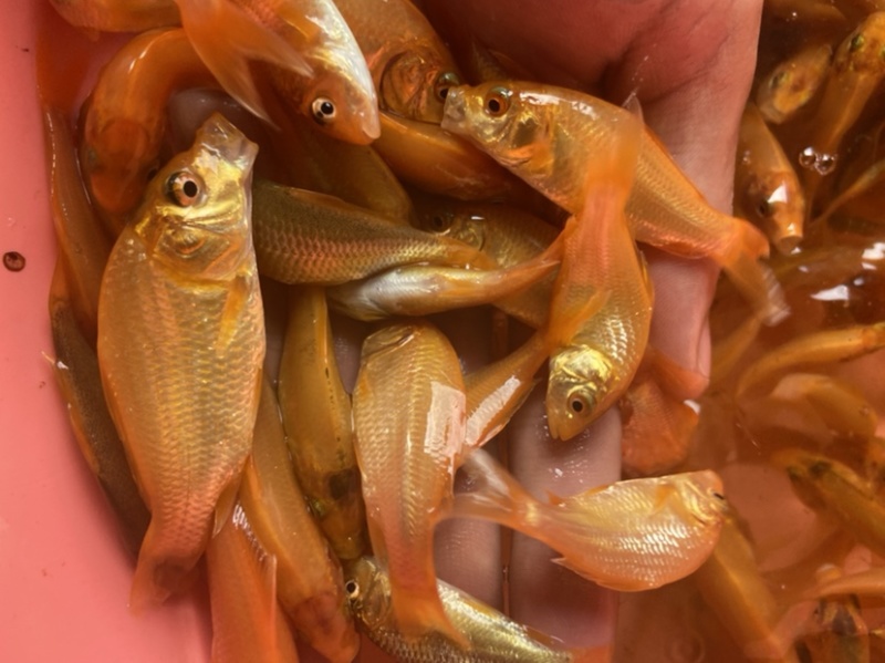 红鲤鱼，价格实惠苗靓生猛。