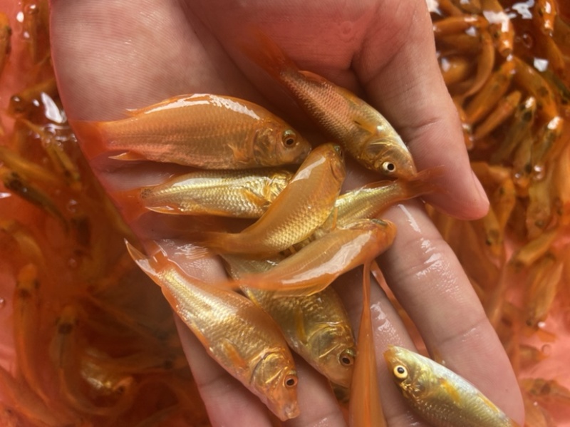 红鲤鱼，价格实惠苗靓生猛。