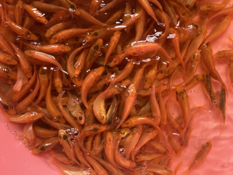 红鲤鱼，价格实惠苗靓生猛。