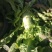 高原夏菜青皮莴笋号上市量大优惠基地直发欢迎考察咨询