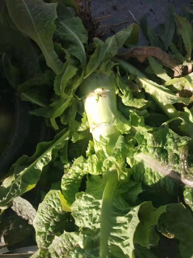 高原夏菜青皮莴笋号上市量大优惠基地直发欢迎考察咨询
