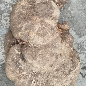 苦金盆，蛇莲果，大量有货，长期供应