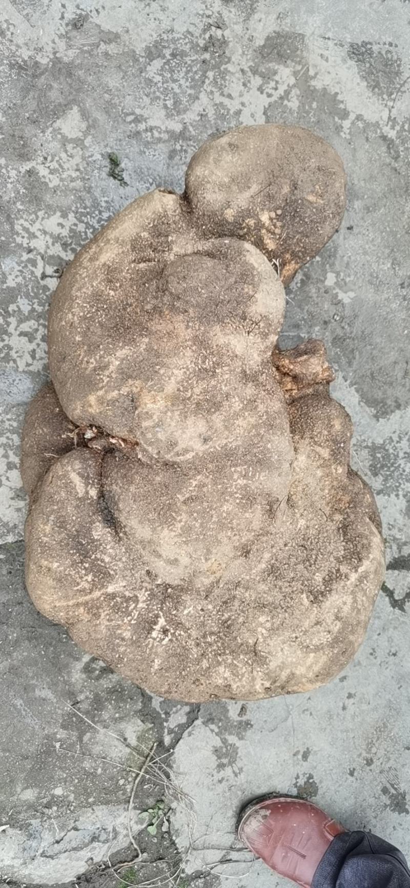 苦金盆，蛇莲果，大量有货，长期供应