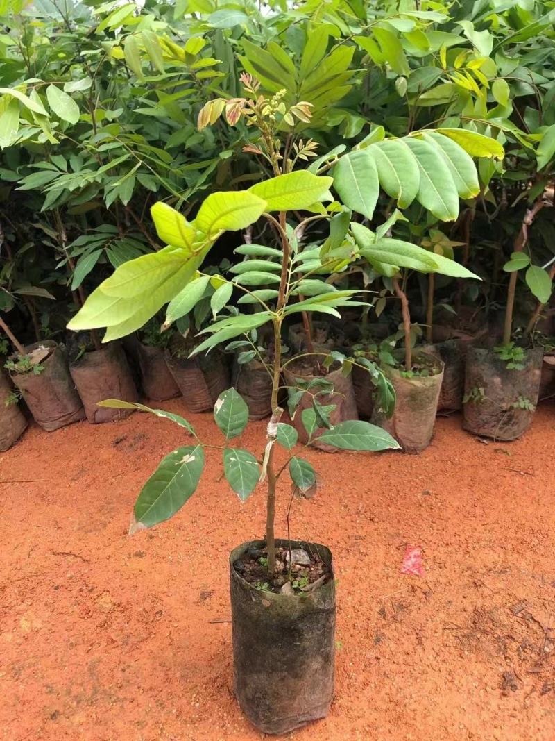 包邮果树苗带土发货石峡龙眼树苗四季龙眼苗嫁接树苗