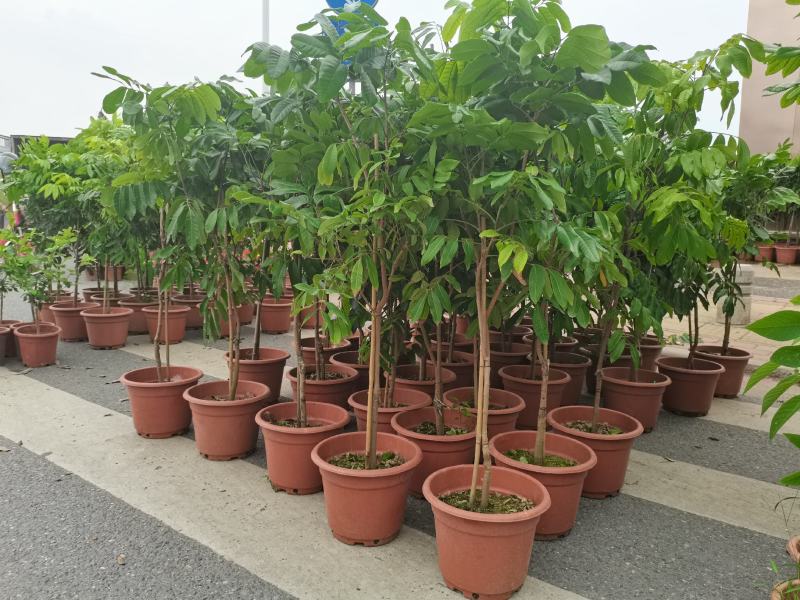 包邮果树苗带土发货石峡龙眼树苗四季龙眼苗嫁接树苗