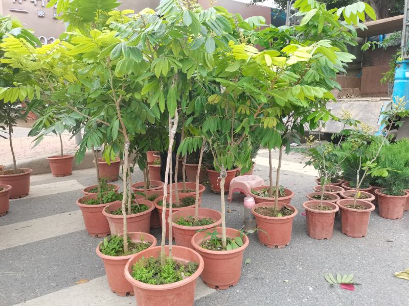 包邮果树苗带土发货石峡龙眼树苗四季龙眼苗嫁接树苗