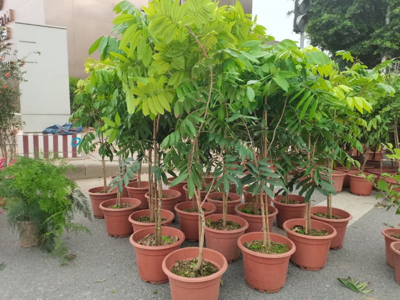包邮果树苗带土发货石峡龙眼树苗四季龙眼苗嫁接树苗