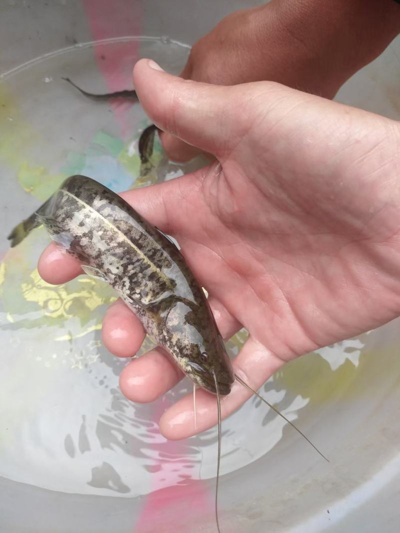乌鱼苗，经过驯化吃料的，抗病能力强，欢迎客户下单