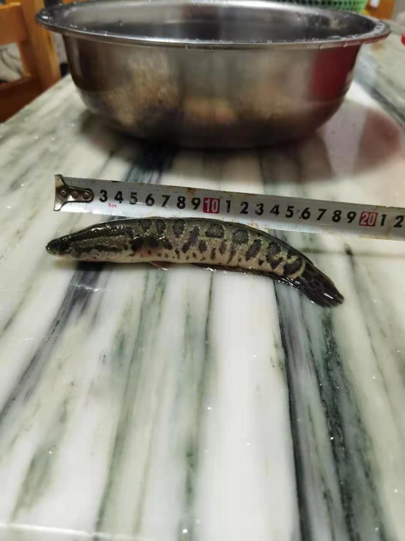 乌鱼苗经过驯化吃饲料的，抗病能力强，规格齐全，欢迎客下单
