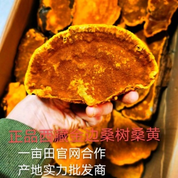 包邮西藏金边桑树桑黄（桑黄灵芝）纯野生