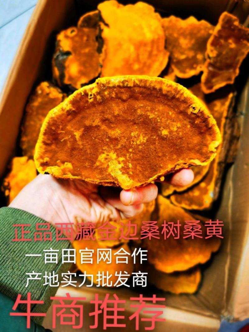 包邮西藏金边桑树桑黄（桑黄灵芝）纯野生