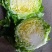 韩绿甘蓝苗耐热绿甘蓝苗包菜苗大头菜种苗耐高温不裂
