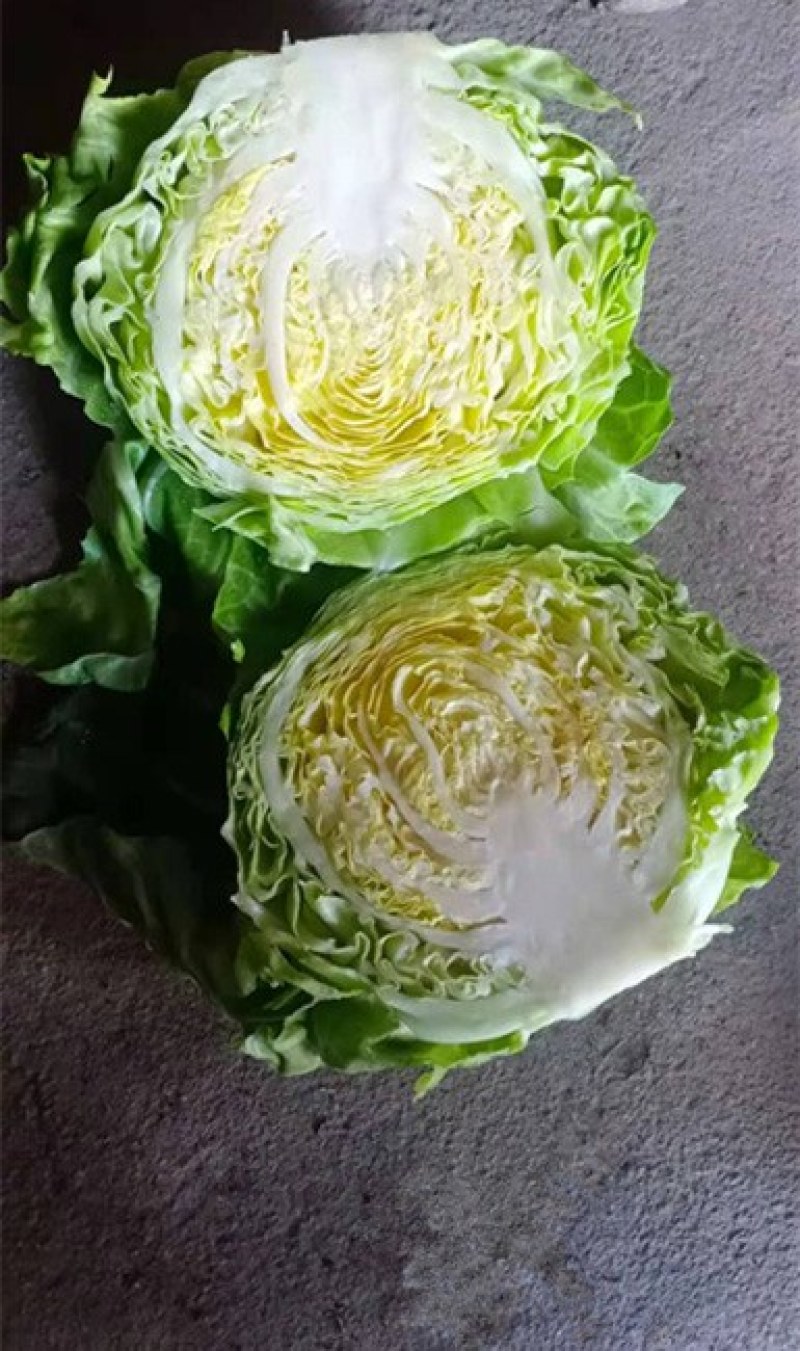 韩绿甘蓝苗耐热绿甘蓝苗包菜苗大头菜种苗耐高温不裂