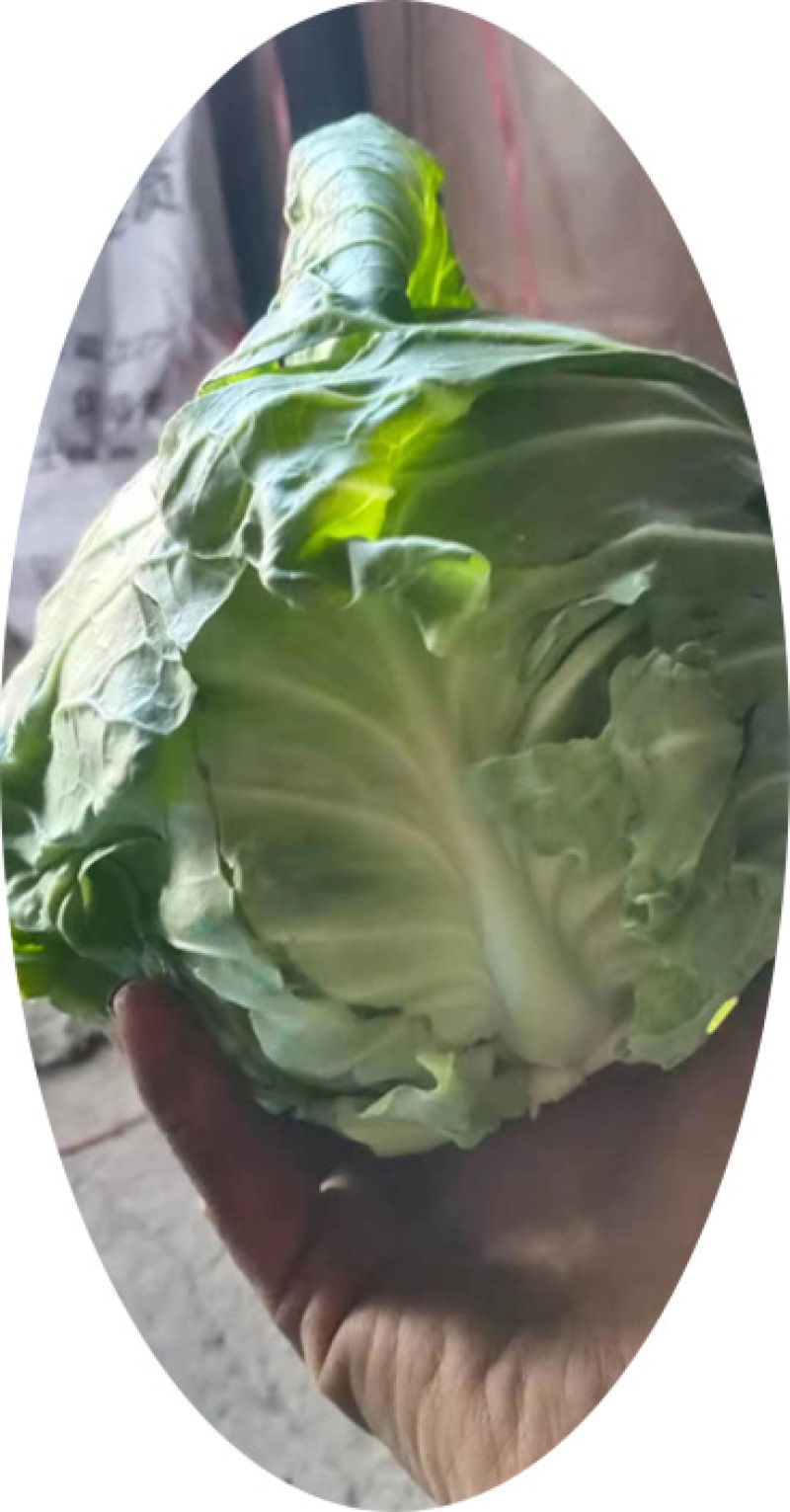 韩绿甘蓝苗耐热绿甘蓝苗包菜苗大头菜种苗耐高温不裂