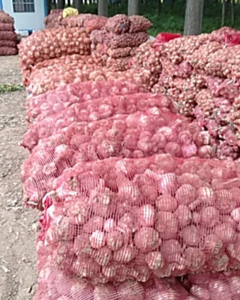 河南周口大蒜扒皮蒜产地直供扒皮大蒜毛蒜