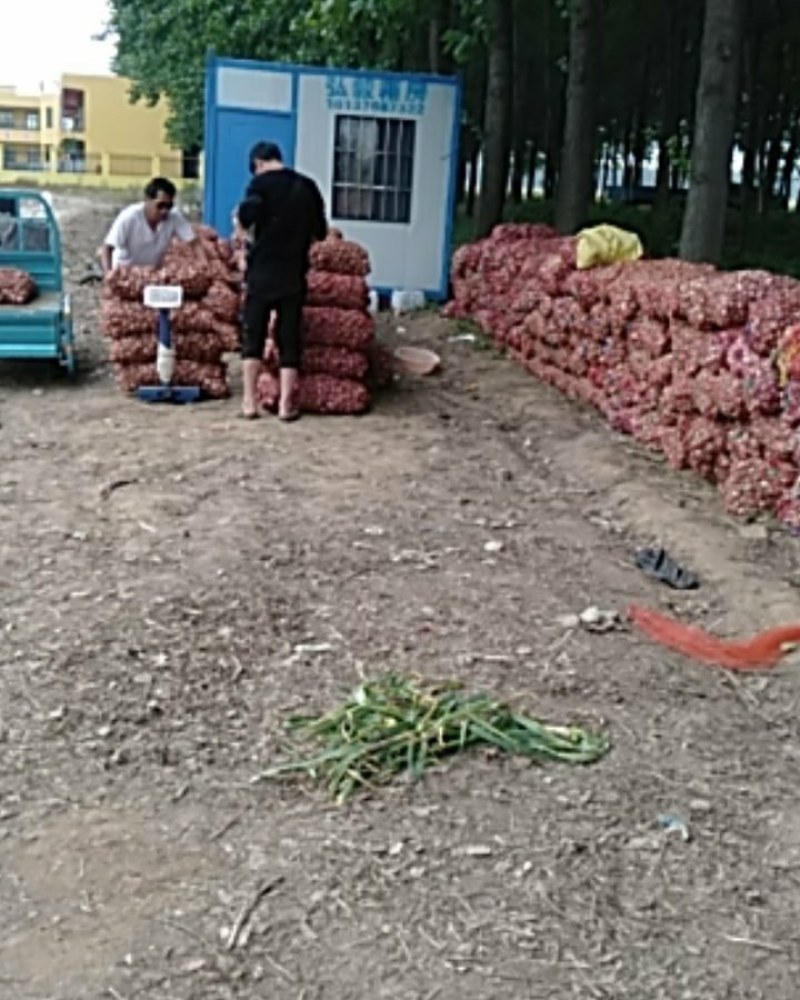 河南周口大蒜扒皮蒜产地直供扒皮大蒜毛蒜