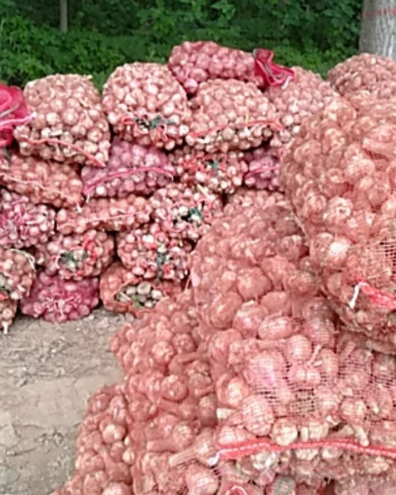 河南周口大蒜扒皮蒜产地直供扒皮大蒜毛蒜