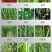 植挥官肥料六元素水溶肥瓜果蔬菜500ml/瓶促花促果