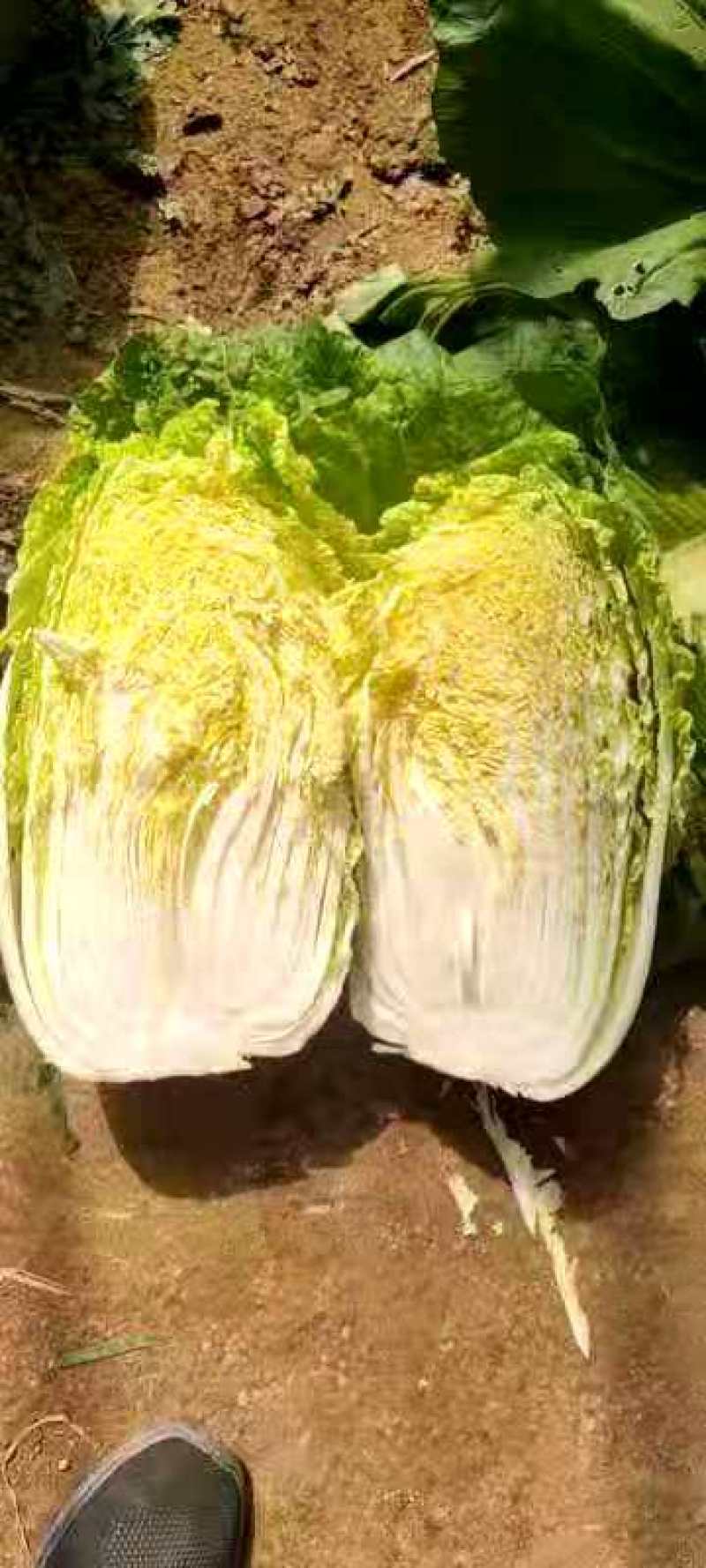大白菜，产地直供。质量好，价格美丽玲玲黄大白菜新货上市。