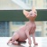 加拿大斯芬克斯幼猫活体家养无毛猫幼崽白皮鸳鸯眼宠物异瞳无