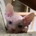 加拿大斯芬克斯幼猫活体家养无毛猫幼崽白皮鸳鸯眼宠物异瞳无