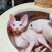 加拿大斯芬克斯幼猫活体家养无毛猫幼崽白皮鸳鸯眼宠物异瞳无
