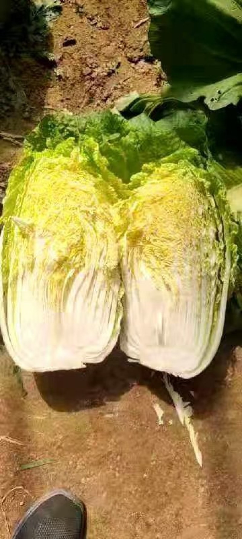 大白菜，产地一手货源万亩产业园区，供后您的光临。