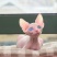 加拿大斯芬克斯幼猫活体家养无毛猫幼崽白皮鸳鸯眼宠物异瞳无
