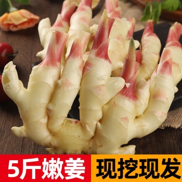 一件代发红芽姜，红芽嫩姜，仔姜，鲜姜核心产区发货