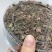 小叶野生金线莲产地直发，量大从优，欢迎咨询！！！