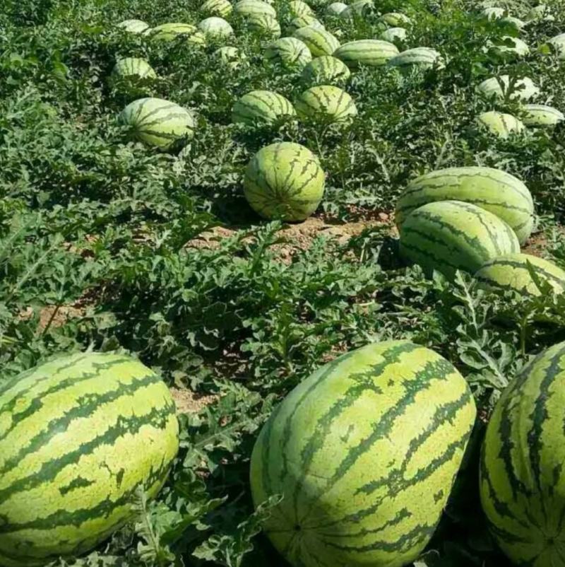 西瓜代办金城5号西瓜耐运输15斤打底包成熟包甜可视频看货
