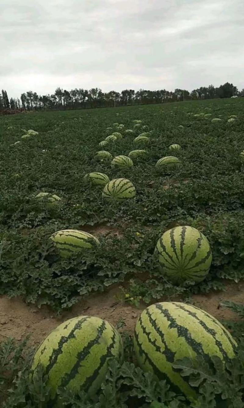西瓜代办金城5号西瓜耐运输15斤打底包成熟包甜可视频看货