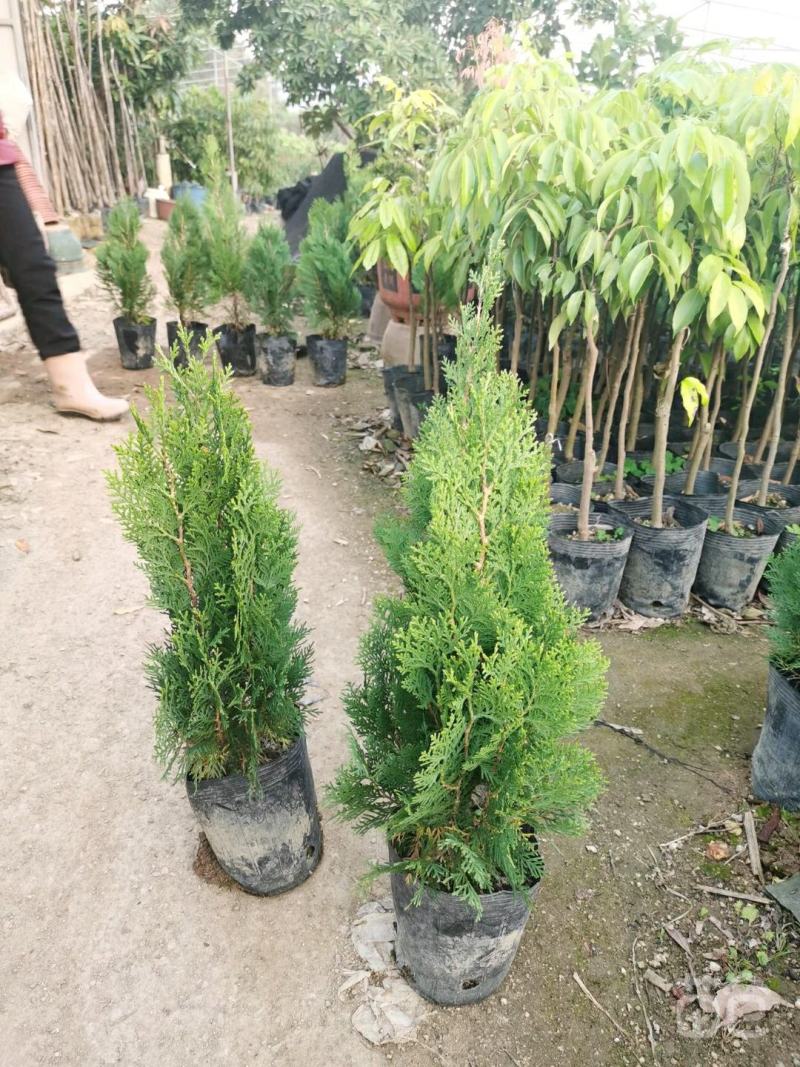 塔柏各种规格场地直销大量供应欢迎咨询