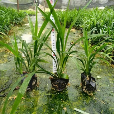吉祥草松寿兰,小叶万年青,竹根七蛇尾七