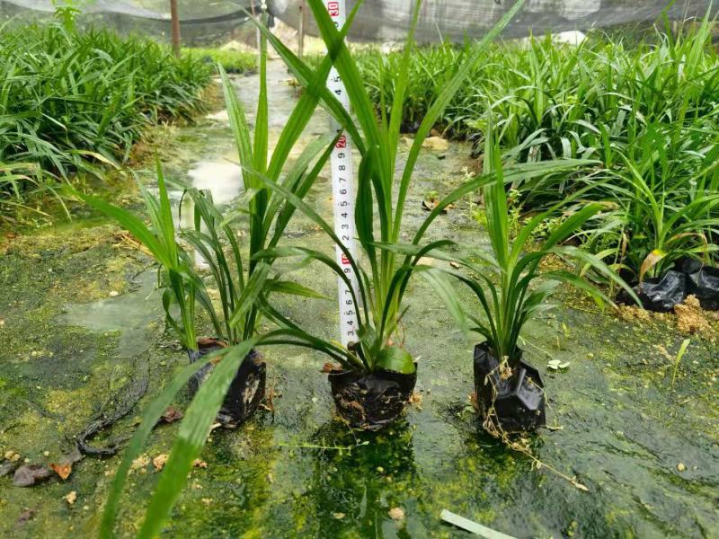 吉祥草松寿兰，小叶万年青，竹根七蛇尾七