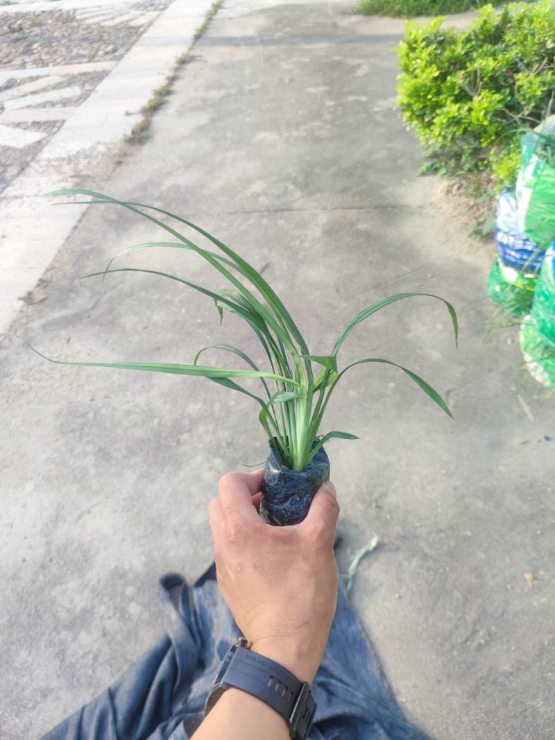 吉祥草松寿兰，小叶万年青，竹根七蛇尾七