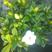 90#栀子花椰糠种植带花苞栀子花专业种植基地长期供应现货