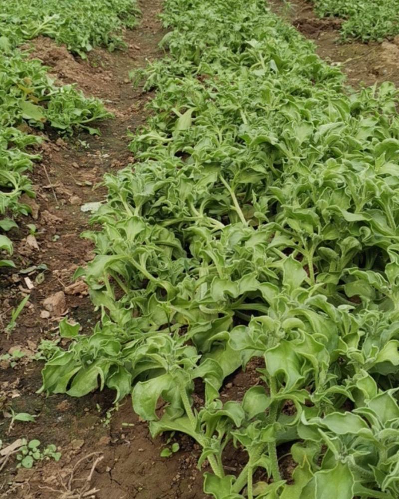 水晶冰菜北方沈阳种植的刚马上采摘