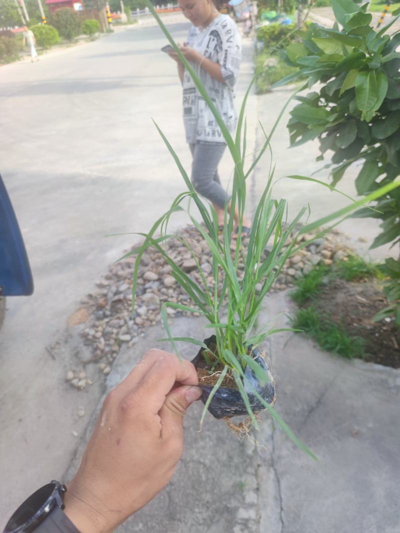 紫穗狼尾草基地大量有货量大私聊欢迎合作洽谈