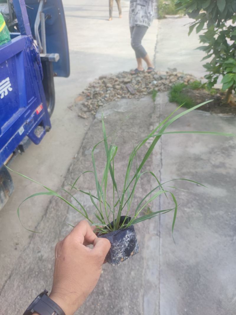 紫穗狼尾草基地大量有货量大私聊欢迎合作洽谈
