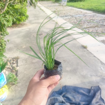 紫穗狼尾草基地大量有货量大私聊欢迎合作洽谈
