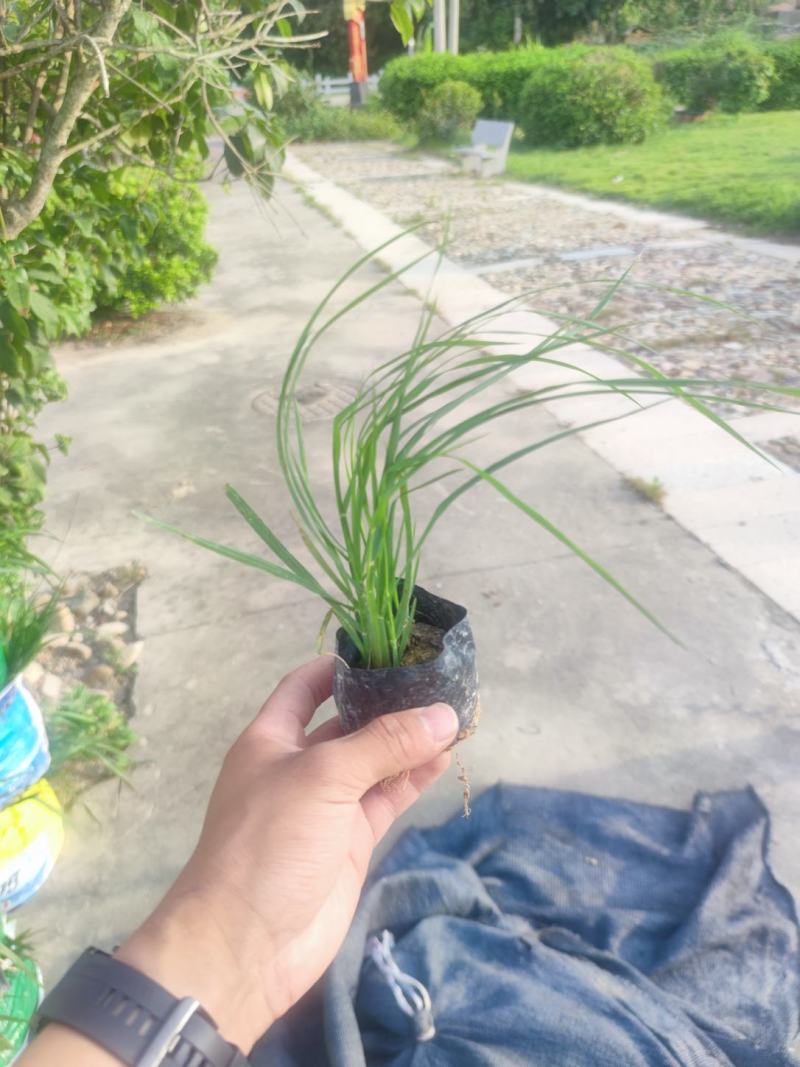 紫穗狼尾草基地大量有货量大私聊欢迎合作洽谈