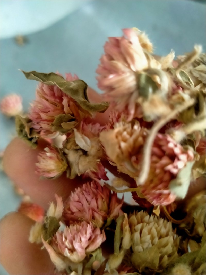 红巧梅！产地大货直销！质量有保证！假一赔十！纯正品！