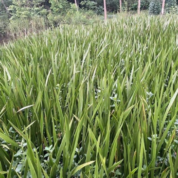 水菖蒲苗